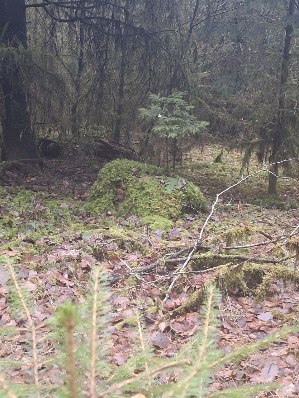 Wald